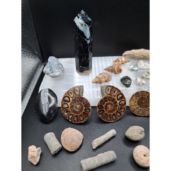 Ammonite, Orthoceras, Aquatic Fossils, Ocean Jasper Tumble and Palm Tower Bundle - Picture 3 of 7